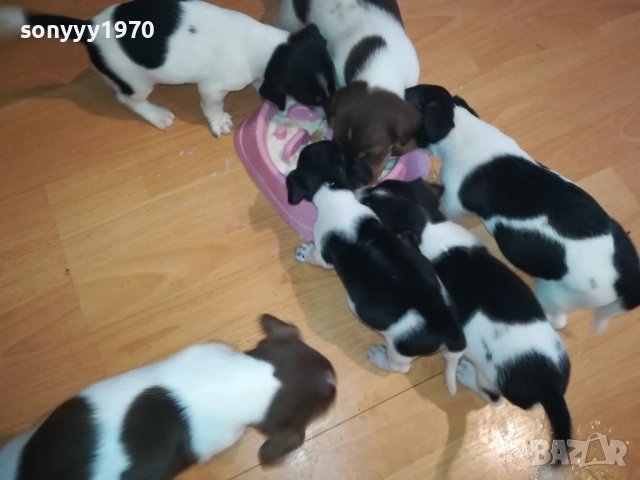 ДЖАК РЪСЕЛ-250ЛВ ЗА КУЧЕНЦЕ 1909250859, снимка 14 - Джак ръсел териер - 51764637