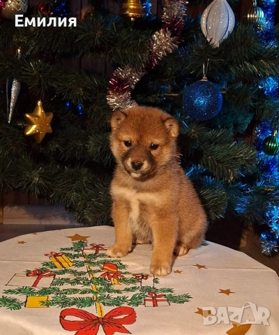 Шиба ину Коледни изненади, снимка 8 - Шиба ину - 52868459