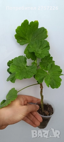 Grainger antique rose , снимка 3 - Стайни растения - 52510021