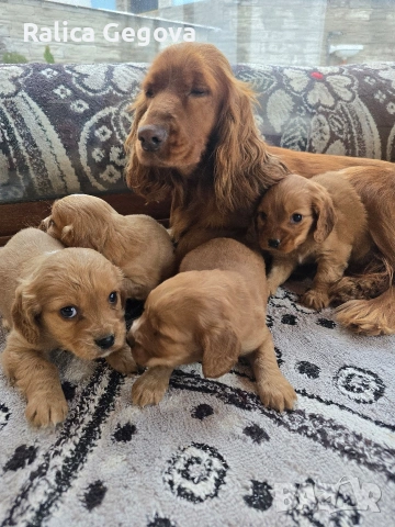 чистокръвни Кокер Шпаньоли, снимка 3 - Кокер шпаньол - 53248978