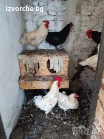 Продавам изгодно кокошки, снимка 6 - Кокошки и пуйки - 56084665