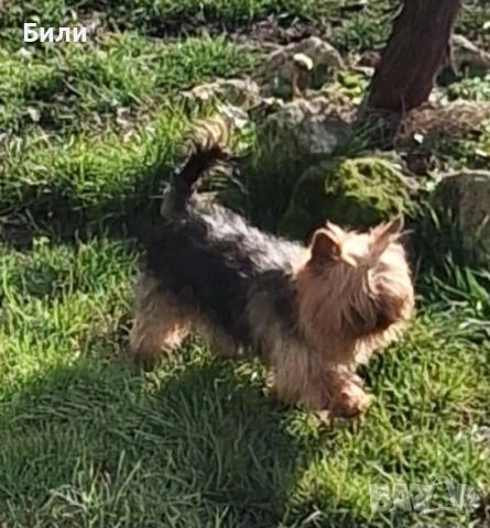 Йорки за разплод , снимка 3 - Йоркширски териер - 51864615