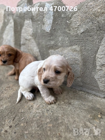 Кокер шпаньол - чистокръвни , снимка 4 - Кокер шпаньол - 53041639