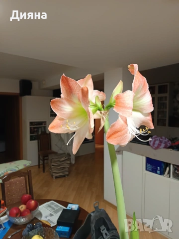 Амарилис семе