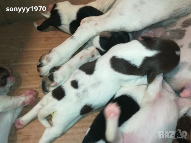 ДЖАК РЪСЕЛ-КУЧЕНЦА 2208250727, снимка 7 - Джак ръсел териер - 51449340