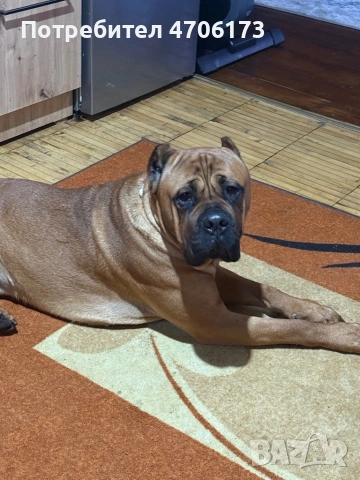 Кане Корсо / Cane Corso, снимка 5 - Кане корсо - 53065228