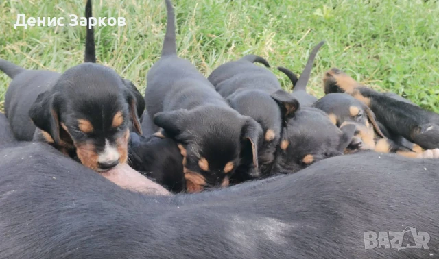 Българско лудогорско гонче, снимка 1