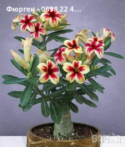 Промоция !!! ПУСТИННА РОЗА Подходящ за Бонсаи, снимка 2 - Градински цветя и растения - 42098973