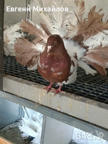 Фенерлии, снимка 9 - Гълъби - 51306331