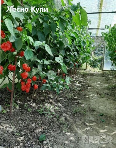 Семена от шестте най-лютите чушки на планетата : 1. Каролина Рийпър (Carolina Reaper) Средна лютивин, снимка 3 - Оранжерии - 31175677