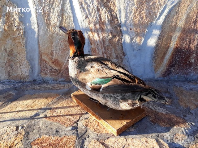 препарирана патица, снимка 7 - Декорация за дома - 30949317