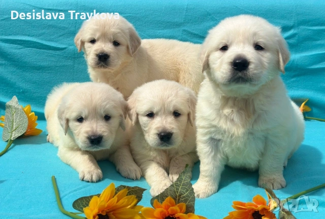 Кученца Голдън ретривър 