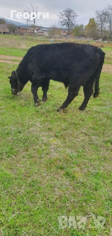 Бик Абърдийн ангус 