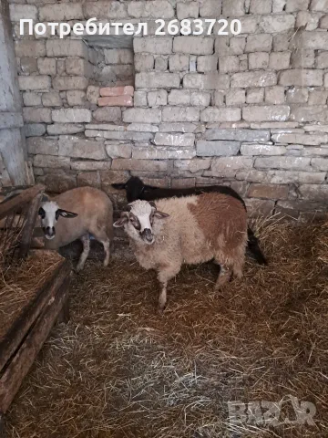 2 млади овце на 1 агне и 1 мъжко агне продават се заедно