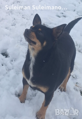 Продават се малки пинчерчета на 45 дена , снимка 2 - Пинчер - 52678294