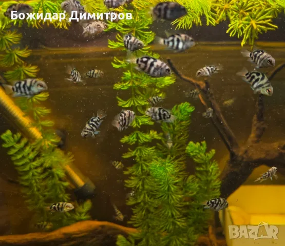 рибки син папагал  (Polar Blue Parrot Cichlid), снимка 8 - Рибки - 56085754