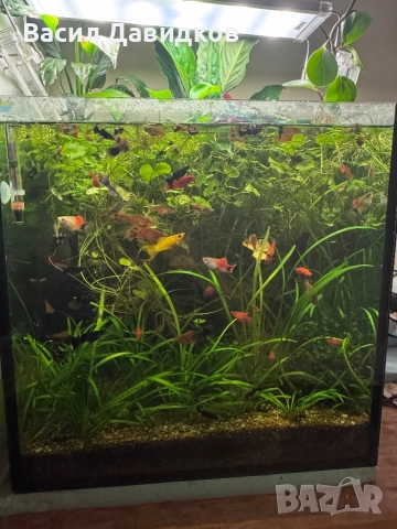 Плата , Молинезия , Гупи , Хелери , снимка 11 - Рибки - 51471426