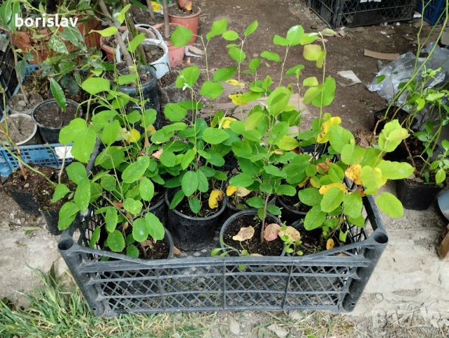 Канадска боровинка Смоуки, снимка 4 - Разсади - 51721739