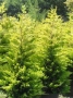 Кипарис Лейланди „Gold Rider“ (Златен ездач) Cupressocyparis leylandii ‘Gold Rider’, снимка 5