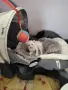 бели котенца, женски, 3 мес., снимка 6