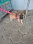 Кученца белгийска овчарка , снимка 4
