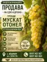 Мускат Отонел от собствени лозя, снимка 1