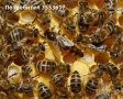 Пчелни отводки, снимка 2