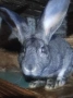 заици , снимка 2