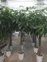 Пахира дървото на късмета, снимка 2