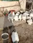 яйца от колумбийска брама , снимка 7