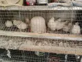 Бройлерни пъдпъдъци, снимка 2