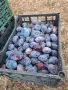 Продавам сини сливи, снимка 2