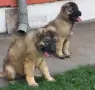 Кавказка овчарка, снимка 3