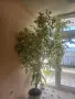 Продавам 3броя фикус бенджамин, снимка 1
