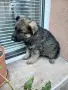 Малки немски овчарки!, снимка 4