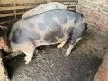 домашни прасета , снимка 6