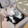 Котенца на 3 месеца, снимка 2
