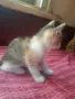 Търся дом на котенцата от снимките - 3 женски, снимка 1