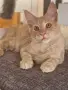 котенца Мейн Куун, снимка 16