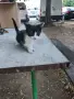 Подарявам котенца, снимка 7