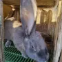 мъжки зайци великани , снимка 7