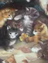 🐱 Колекционерска порцеланова чиния Seltmann Weiden – 1993 г., снимка 3