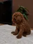 Той Пудел момче, снимка 2
