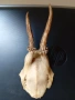 Еленови рога - 2 броя(малки, с част от черепа), снимка 2