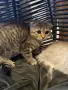 Британски / шотландски котета , снимка 7