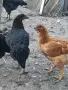 Ярки супер харко, снимка 1