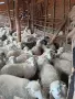звиски шилета за продан , снимка 7