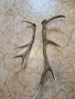 рога от елен, снимка 5
