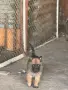 белгийски овчарки малиноа , снимка 2