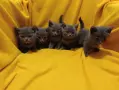 Котета от порода Руска синя котка !, снимка 6